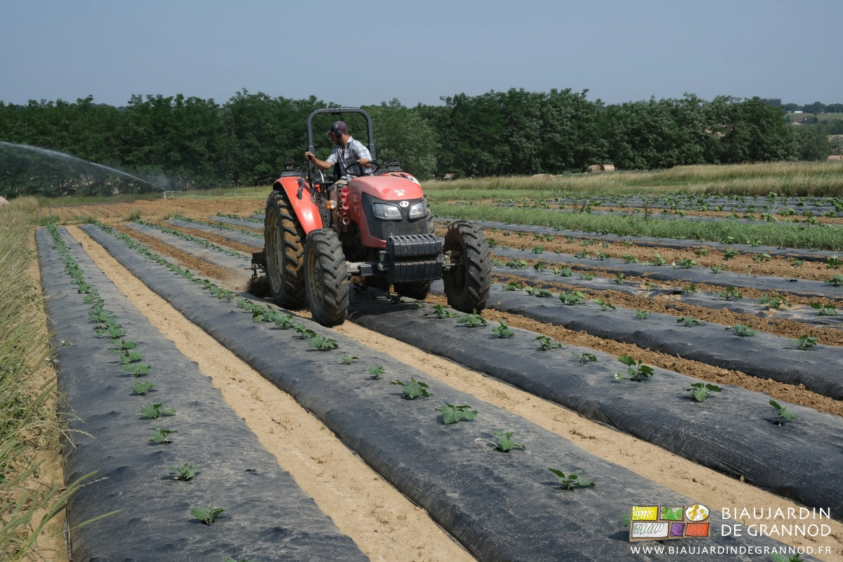 photo de binagedles allées entre courges avec la BPO devant une belle haie bocagère d'acacia