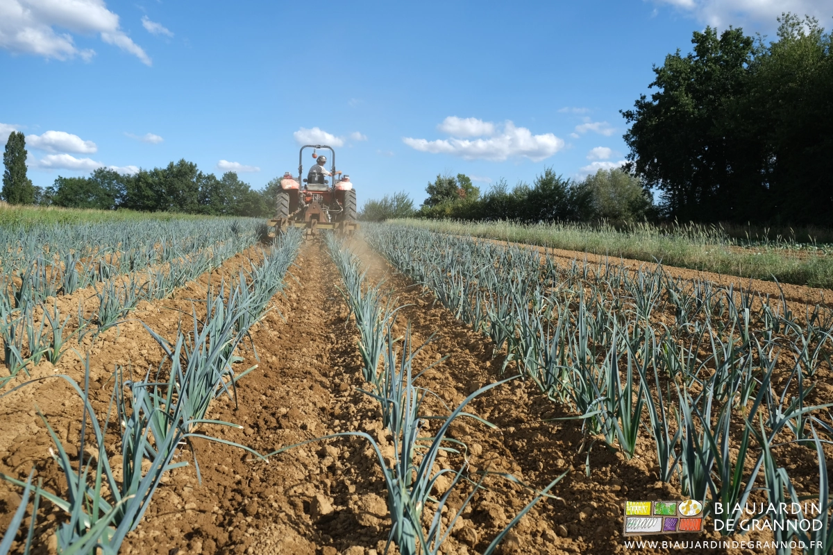 photo de binage avec la barre sous grand soleil dans le carré de poireau