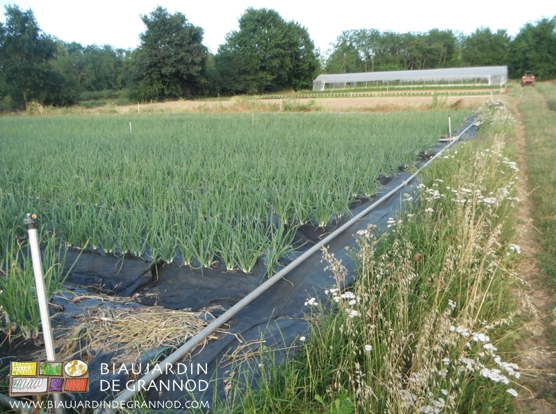 vue d'ensemble du jardin entre film noir, bandes fleuries, bocage de feuillu, etc