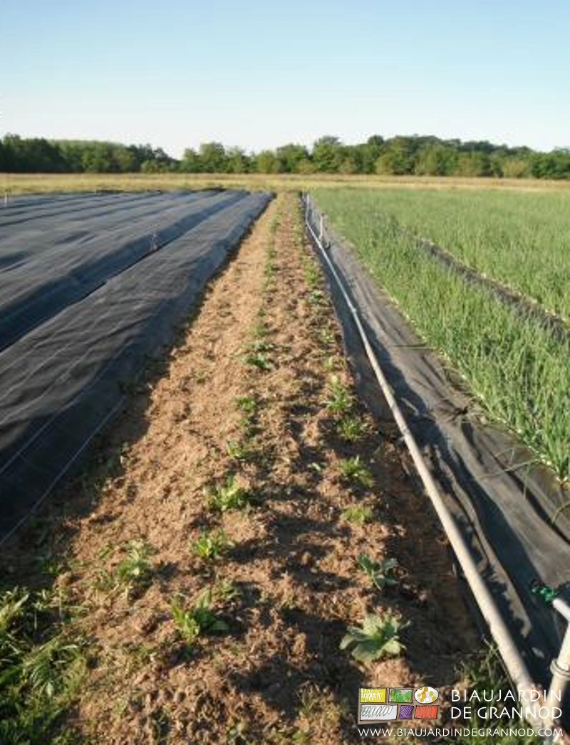 photo de bande fleurie entre carré en méthode corse et carré en occultation