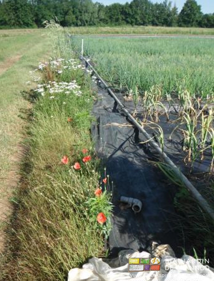 photo de coquelicot et achillée en fleur préservées lors de l'entretien d'une allée centrale