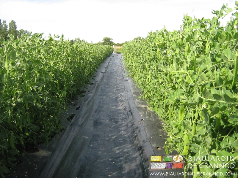 photo de rangs de petits pois et allée couverte de toile agrafée