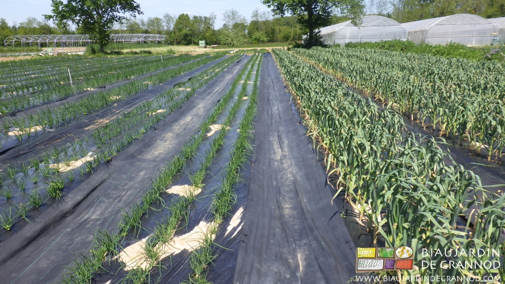 photo d'ail hiverné et échalote en début de végétation