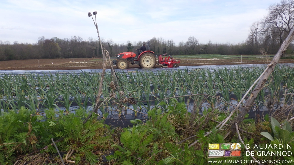 photo par temps gris de pause mécanique de paillage avant l'ail près d’une bande fleurie