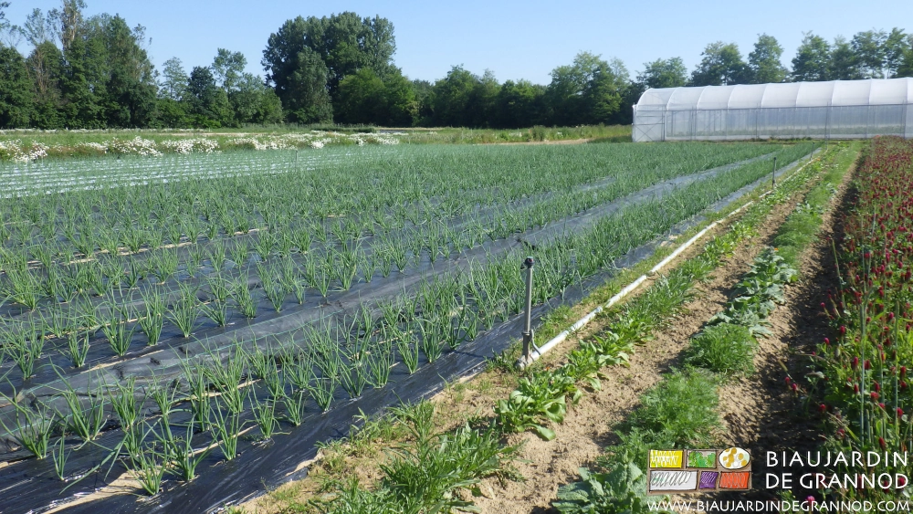 photo du carré d'oignon et sa bande fleurie en début de développement