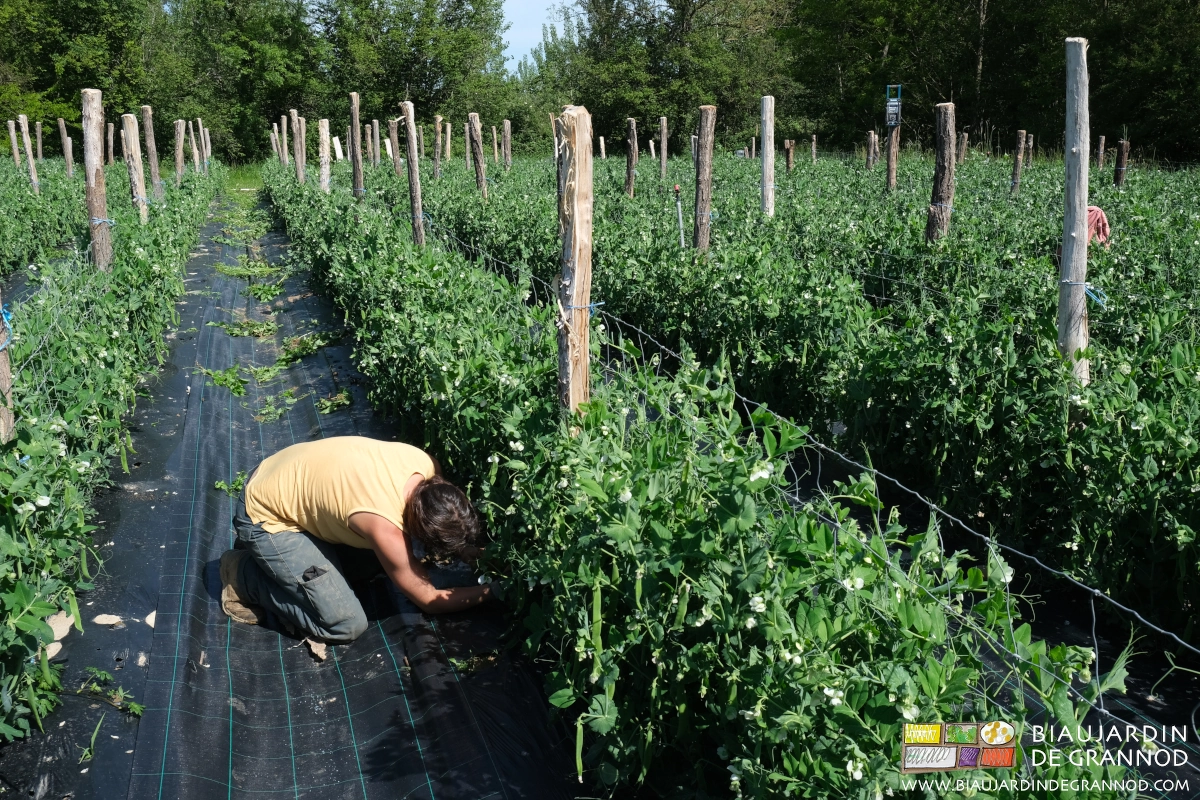 photo de désherbage manuel à genou dans le petit pois en méthode corse