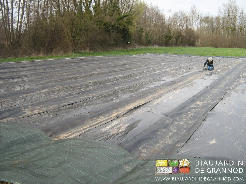 photo de plantation d'échalote sur planche filmée