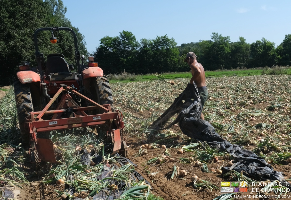 photo de Matthieu qui soulève et secoue le film dans les planches d'oignon en cours de récolte