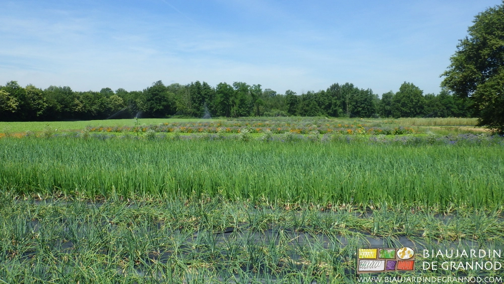 vue d'ensemble de notre ferme maraîchère bocagère aux nombreux engrais verts pluriannuels