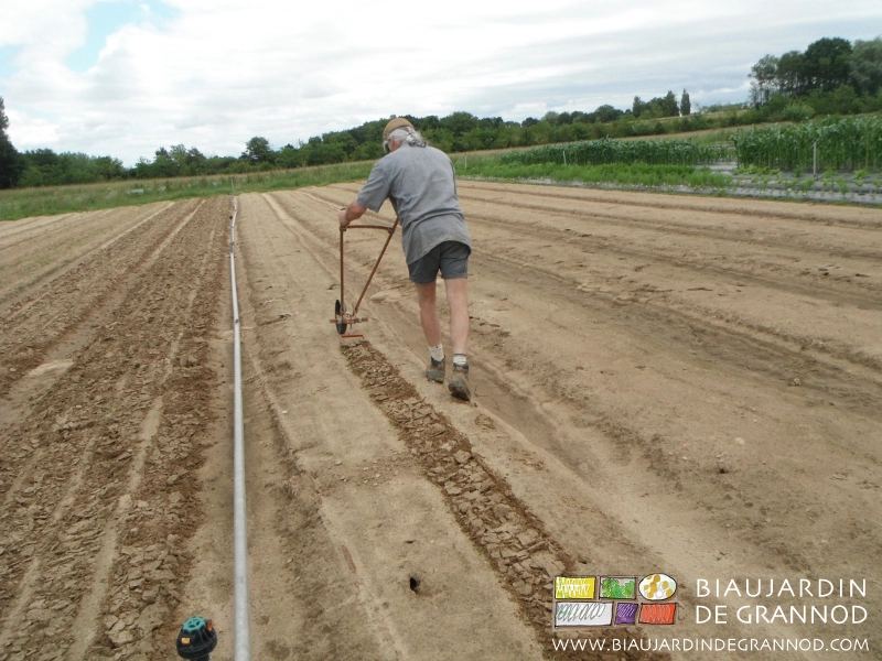 photo du premier binage du carré de carotte d'hiver à la houe maraîchère