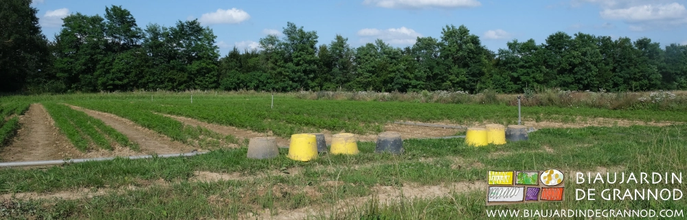 photo des seaux de désherbage pendant la pause de l'équipe
