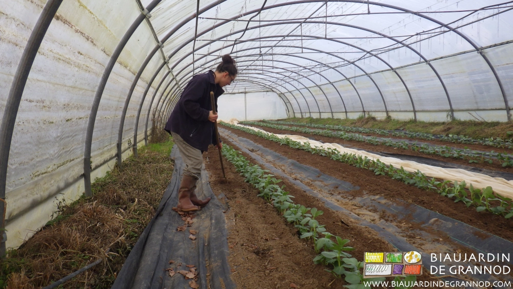 photo de binage de fève à la rapette sous tunnel le long du rang