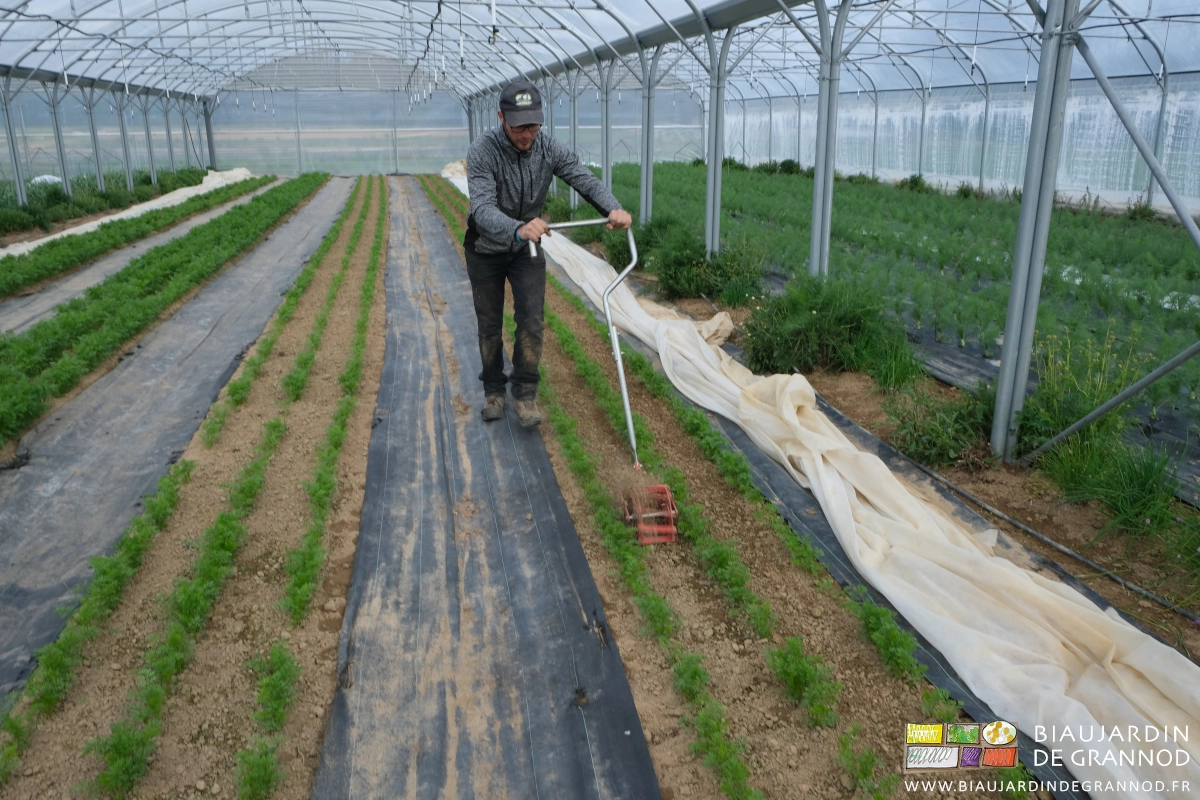 photo de Matthieu poussant une roue sarcleuse dans carotte nouvelle sous tunnel