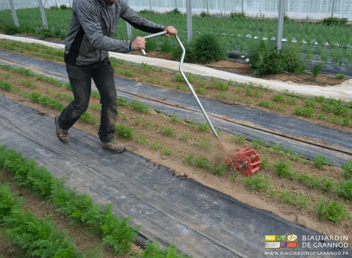 photo de la roue qui soulève, émiette et aère la terre et les racines d'adventices