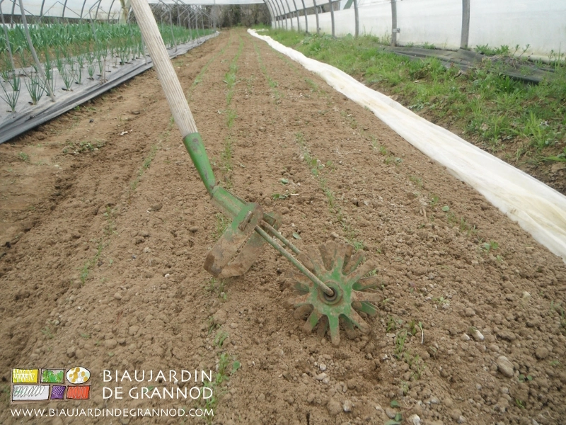 photo de la belette sur une planche de carotte primeur