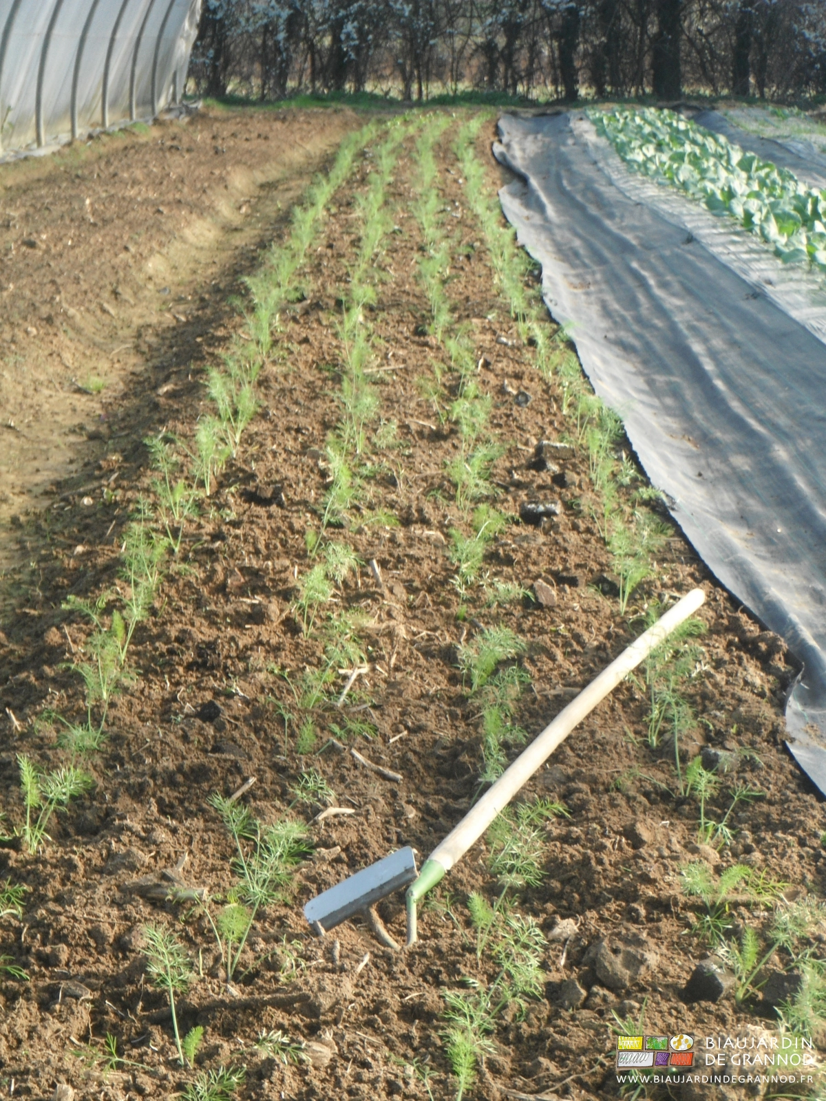 photo d'une râpette au repos après binage d'une planche de fenouil repiqué sous tunnel