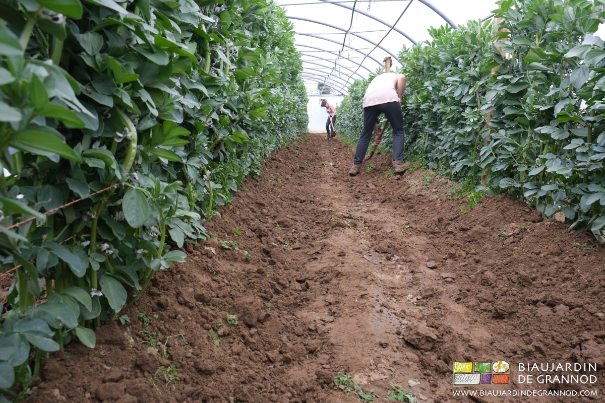 photo de buttage de fève très développées avec le sarclot