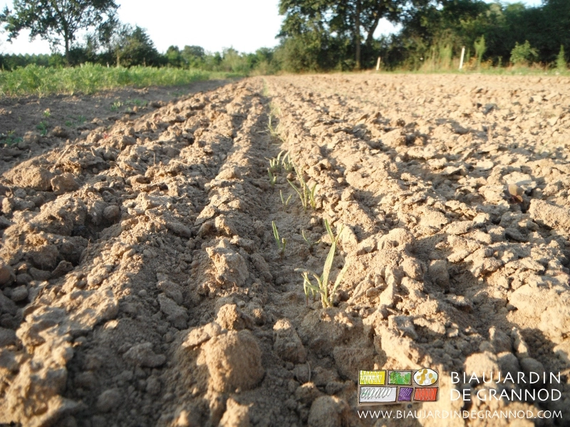 vue perspective en gros plant des plantules de carotte binées de près