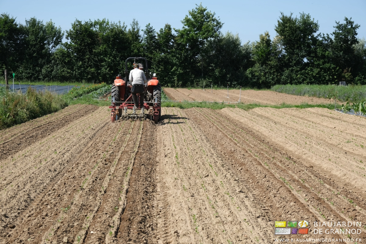 photo de la bineuse de précision travaillant le panais juste levé