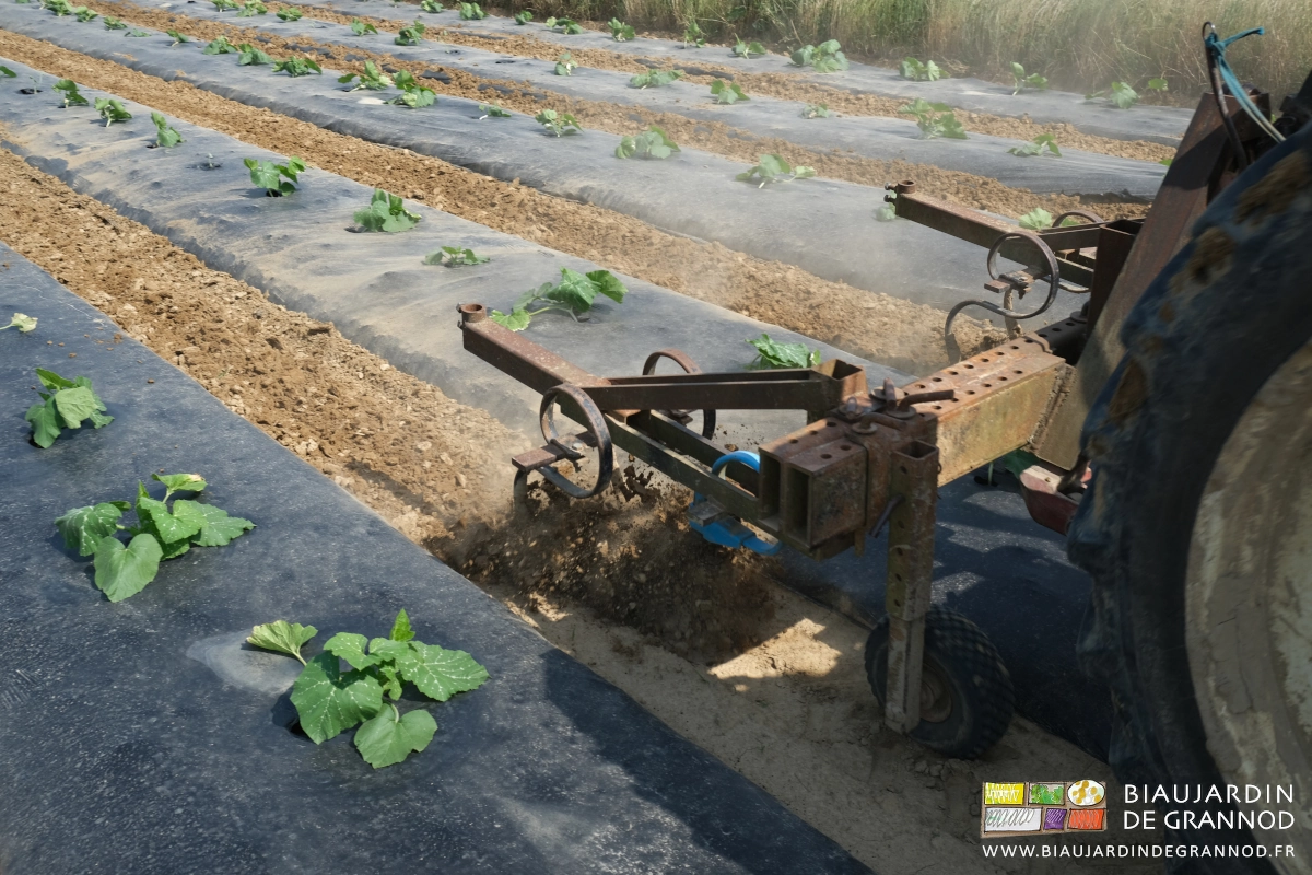 photo des éléments de binage et roue de terrage de la BPO au travail dans les courges