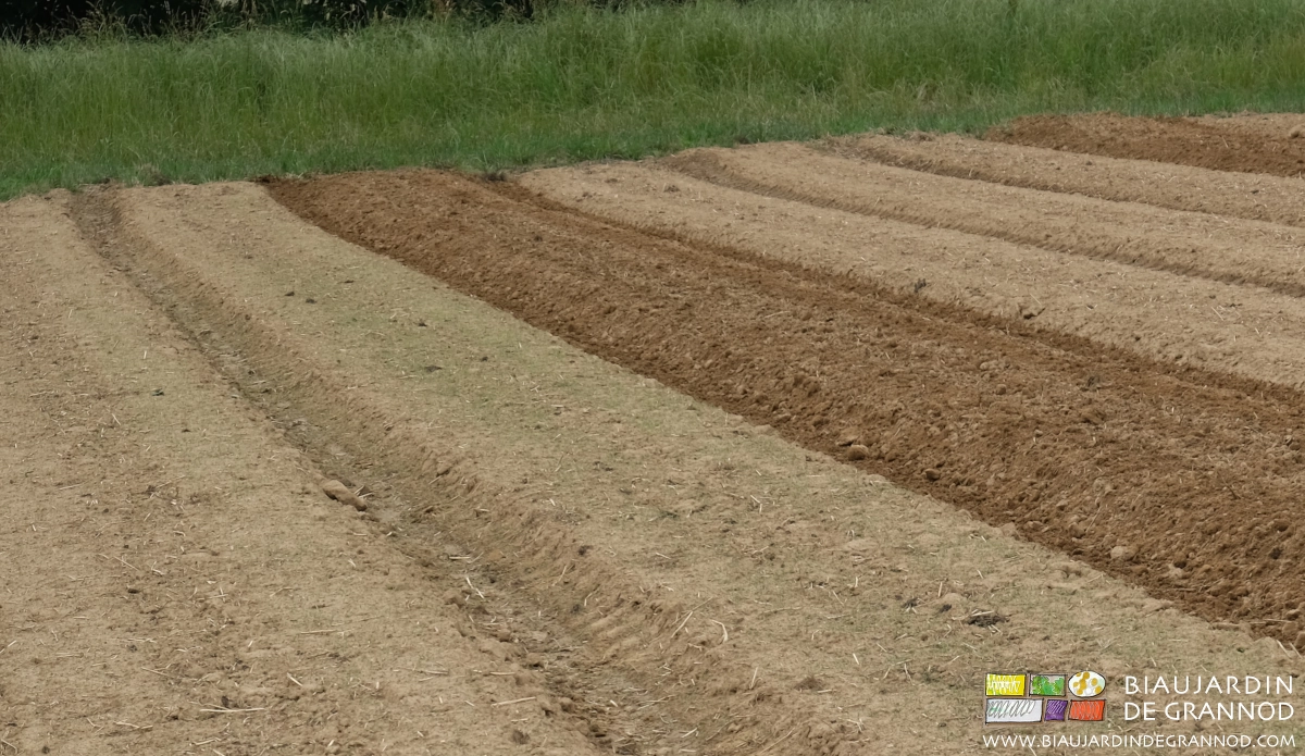 photo d'une première planche à la levée d'herbe détruite par le vibroplanche