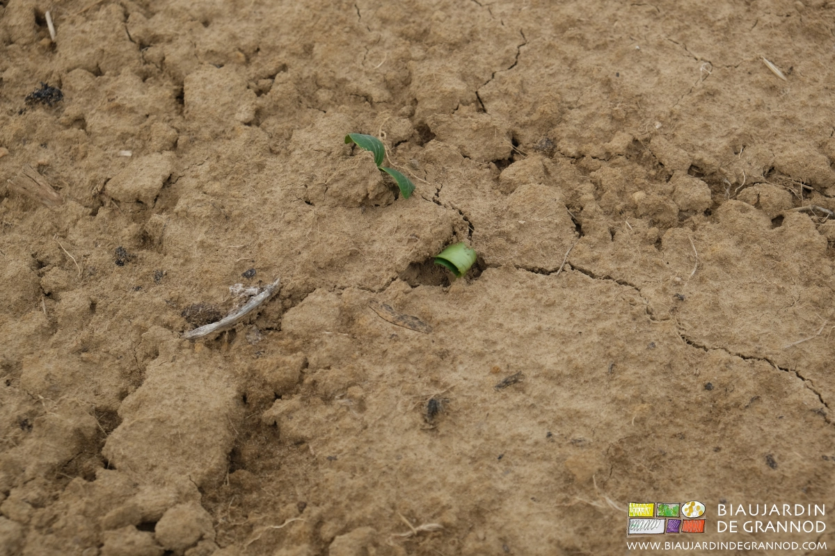 photo de levée de courge en cours dans un faux semis