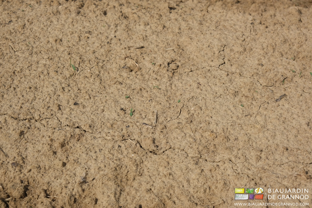 photo de la levée de quelques plantules d'herbes adventices