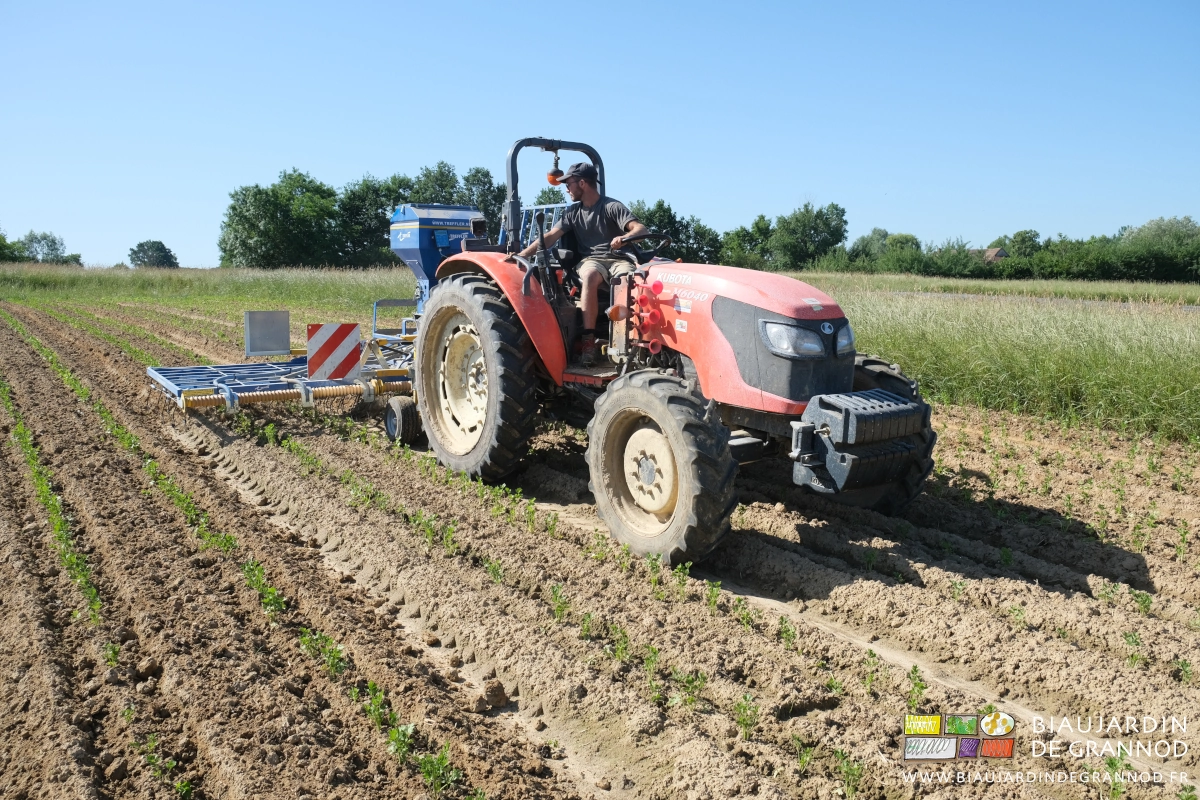 photo de Matthieu binant les jeune céleri rave avec la herse étrille à ressort