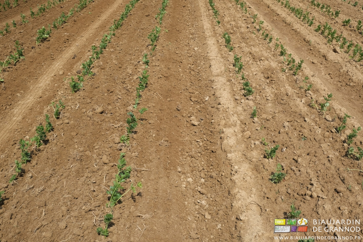 photo de la terre finement hersée dans le céleri rave