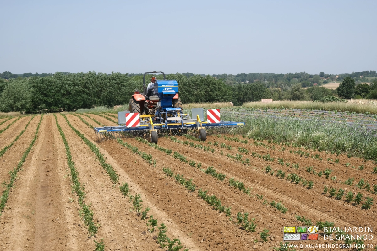 photo de l'étrille au travail sur planche encore un peu humide