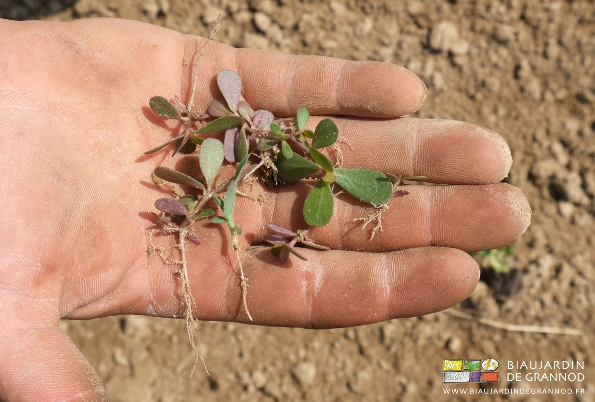 photo de la main de Matthieu avec pourpier arraché par hersage en plein avec l'étrille