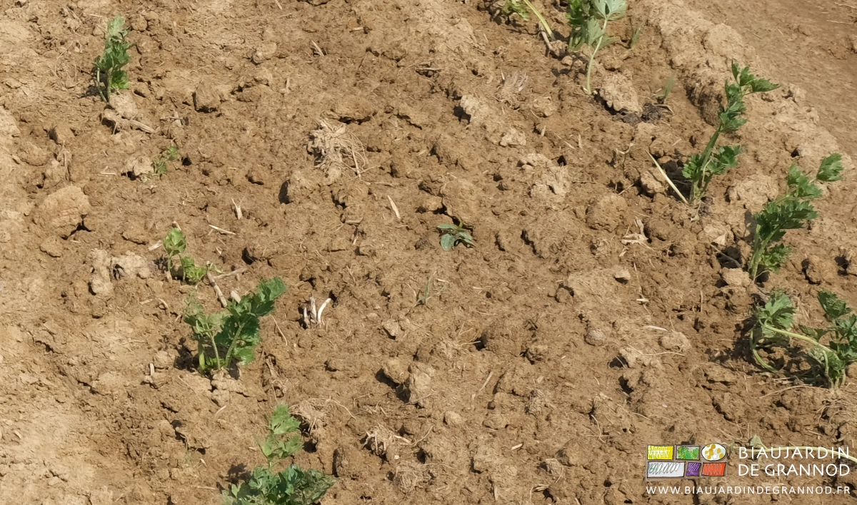 photo d'adventice en début de développement dans une planche de céleri