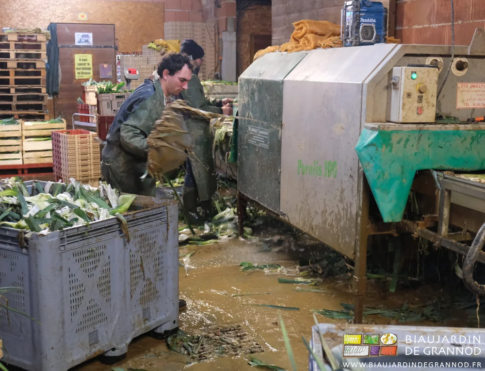 photo de Vivien qui pellette les déchets de poireau en palox