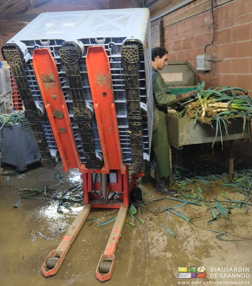 photo du basculeur inclinant le palox pour faciliter la reprise des poireaux