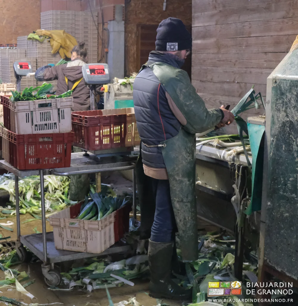 photo de Matthieu fignolant au couteau et à la main un à un les poireaux en sortie de laveuse
