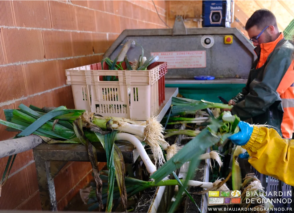 photo de 4 mains fignolant et triant les poireaux en sortie de brosseuse