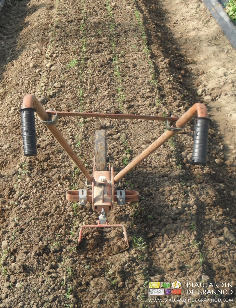 photo de la houe sur une planche de très jeune carotte juste travaillée