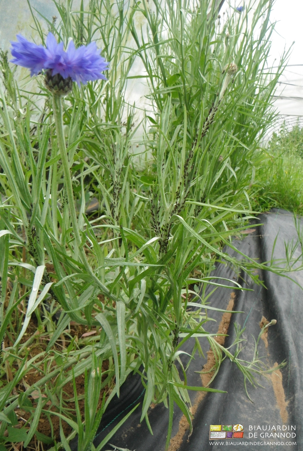 photo de bleuet très envahi de puceron noir