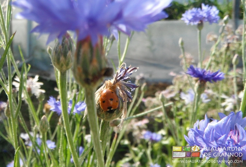 photo de coccinelle parasitant le puceron du bleuet, et potentiellement bien d'autres pucerons...