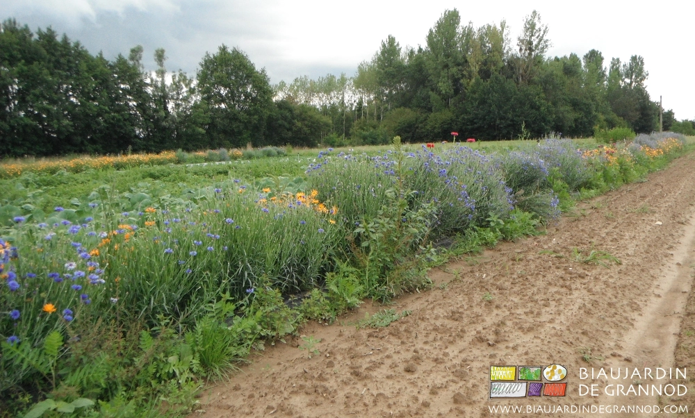 photo de bande fleurie riche de bleuet et de calendula