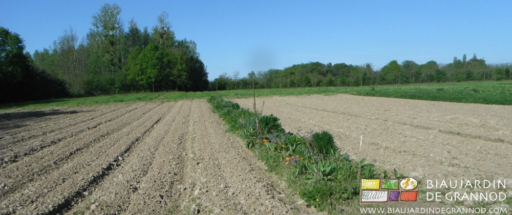 photo de bande fleurie entre 2 carrés de terre prête pour semis