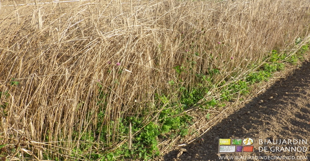 photo de bande fleurie en céréale et fabacée couvresol