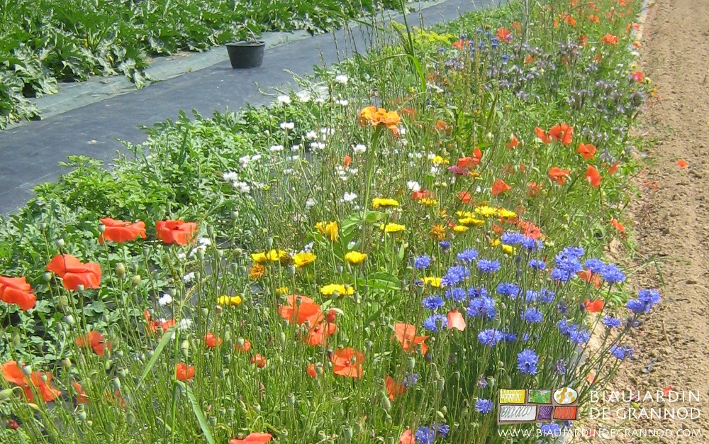 photo de bande fleurie de bleuet, calendula, marguerite, coquelicot en floraison