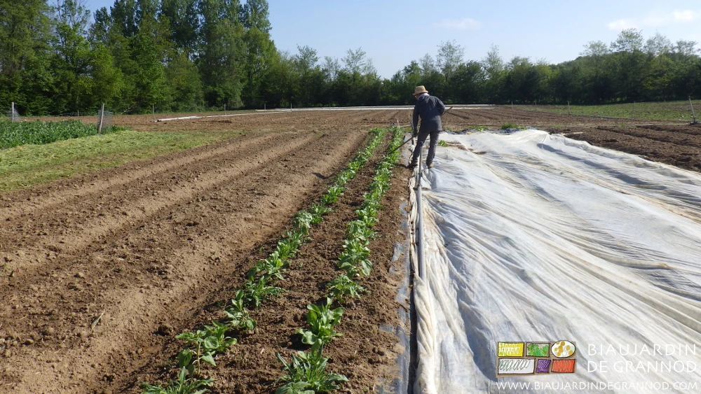 photo de binage manuel et printanier de bande fleurie à la rapette près de cultures sous voile