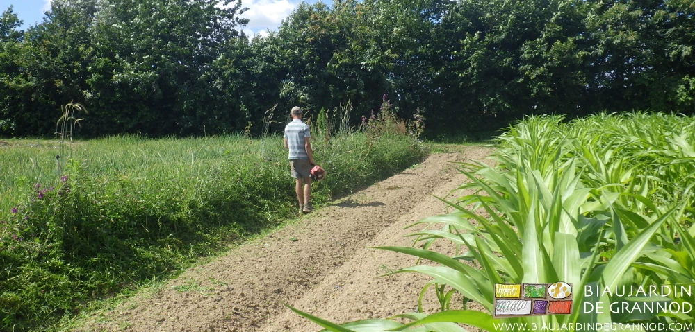 photo de Matthieu fauchant au rotofil les bordures d'une bande fleurie