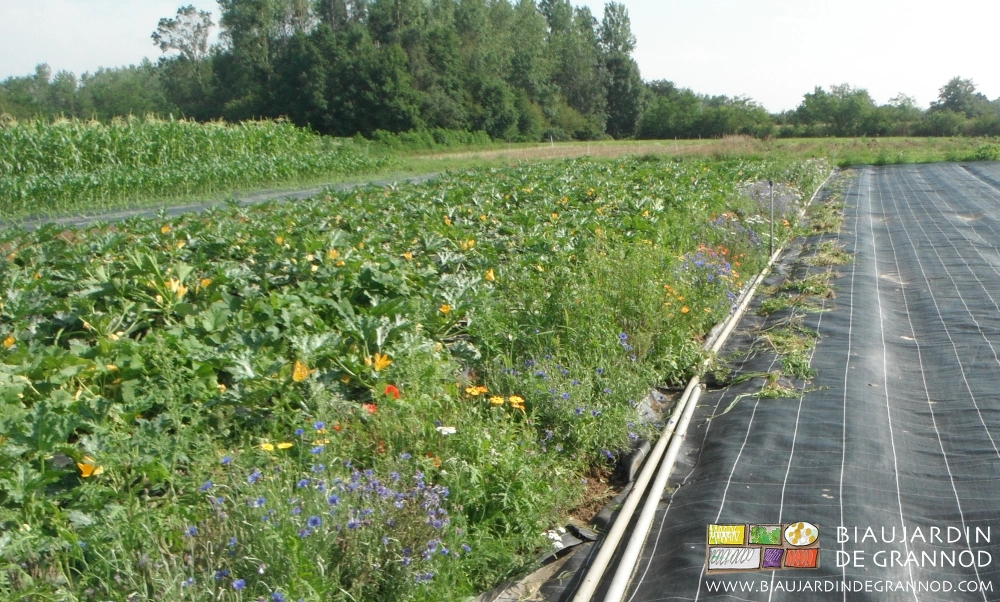 photo de bande fleurie les adventices arrachées manuellement