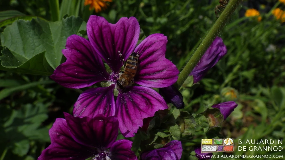 photo de butinage d'une mauve éclose