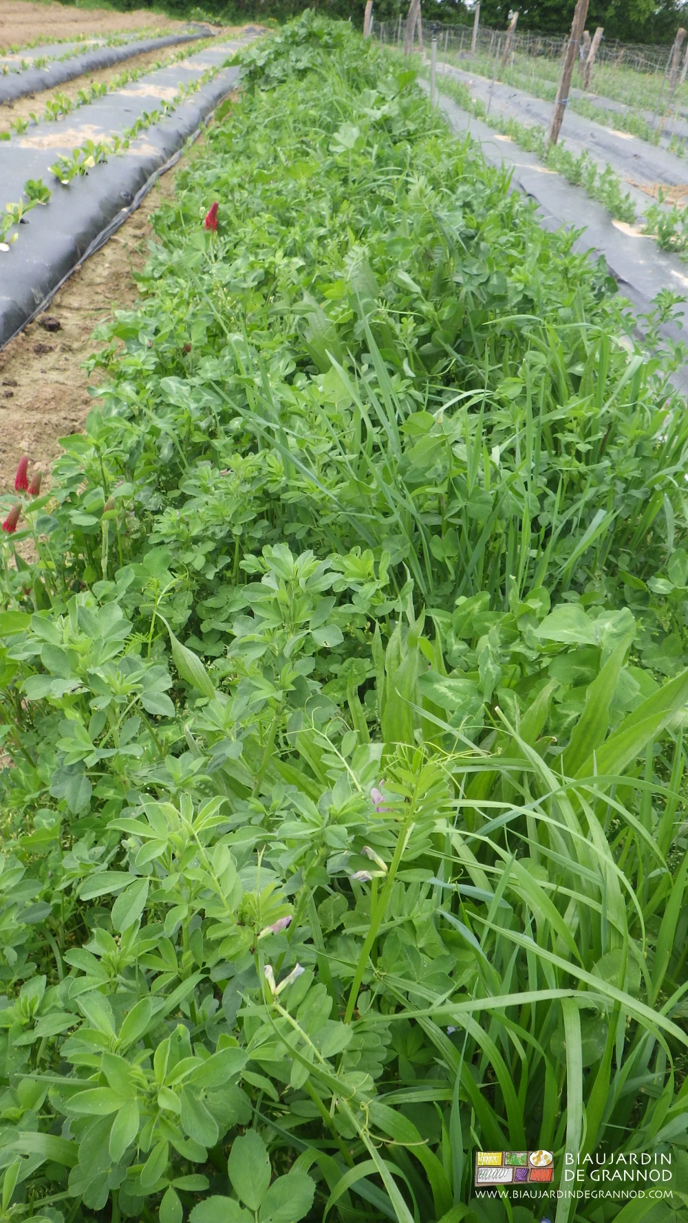 photo de semis direct de bande fleurie à base d'engrais vert pluriannuel plus plantes choisies