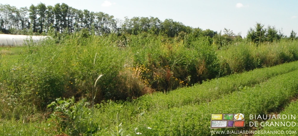 photo d'un imposant mélilot entre deux carrés en engrais vert