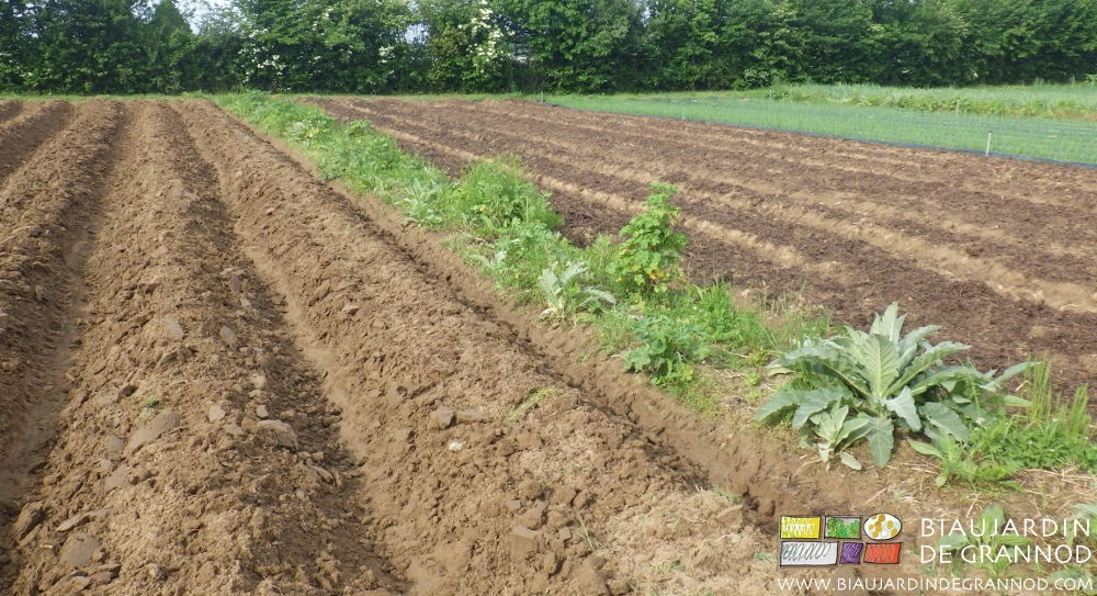photo de bande fleurie bien développée entre deux carrés de planches en cours de préparation de sol